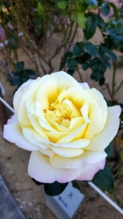 DSC_0910.JPG