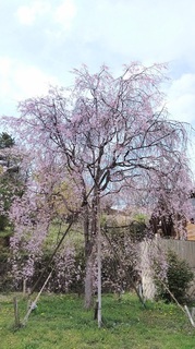 DSC_1036.JPG